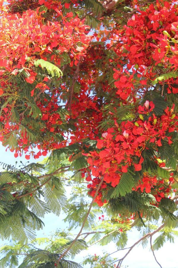 Jardines Canarios Los Cristianos  Εξωτερικό φωτογραφία